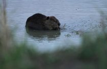 Climate Beaver Dams