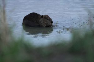 Climate Beaver Dams