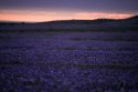 APTOPIX Chile Desert Flowers