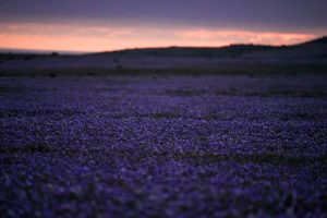 APTOPIX Chile Desert Flowers