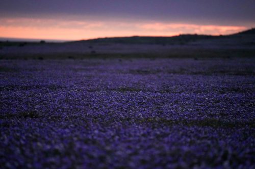 APTOPIX Chile Desert Flowers