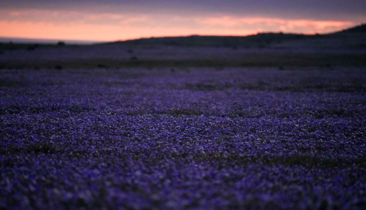APTOPIX Chile Desert Flowers
