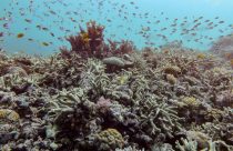 Climate Coral Reefs
