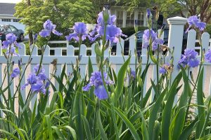 Gardening-Long-Lived Plants