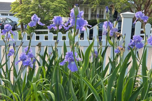 Gardening-Long-Lived Plants