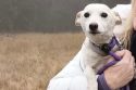 Yellowstone-Missing-Dog