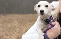 Yellowstone-Missing-Dog