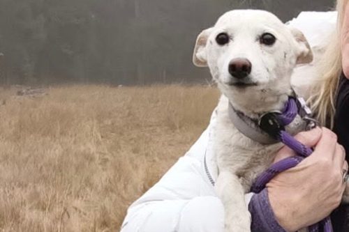 Yellowstone-Missing-Dog