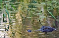 Fatal Alligator Attack-Florida
