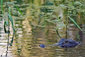 Fatal Alligator Attack-Florida