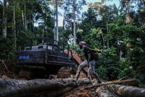 Suriname Amazon Forest Protection
