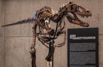 Mini T-Rex Auction