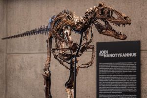 Mini T-Rex Auction