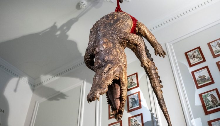 Netherlands Art Zoo Museum