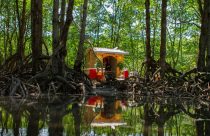 Vietnam Mangroves