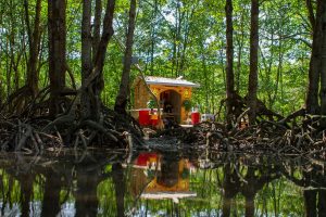 Vietnam Mangroves