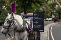 Central Park Horse Carriages