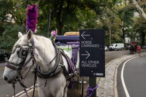 Central Park Horse Carriages
