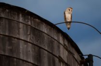 New York City Owls