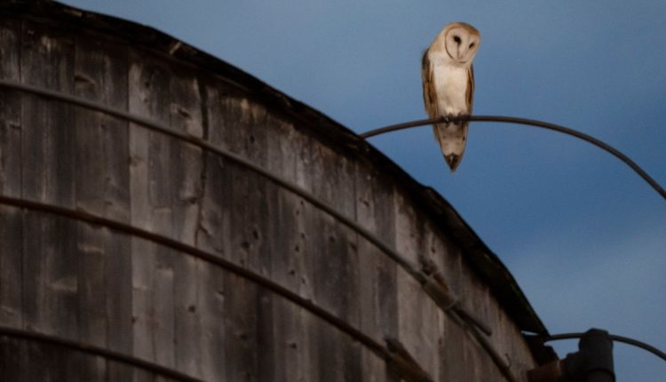 New York City Owls