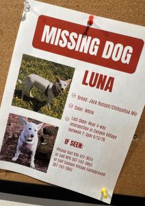 Yellowstone Missing Dog