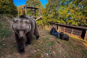 APTOPIX Bosnia Pet Bear