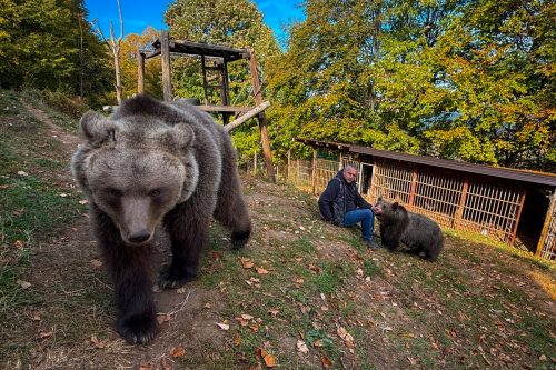 APTOPIX Bosnia Pet Bear