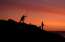 Saving Striped Bass