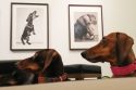 Germany Dachshund Art Exhibition