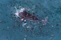 Argentina Whale