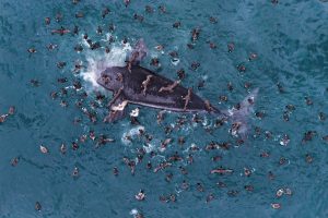 Argentina Whale