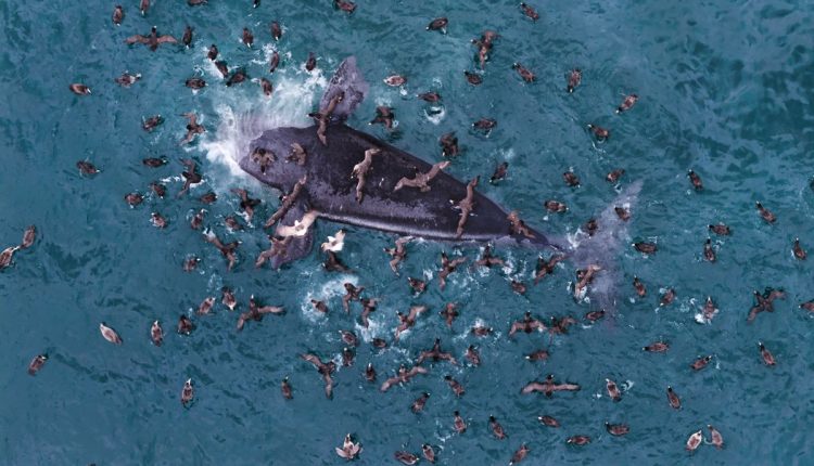 Argentina Whale