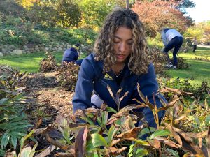 Pulverizing Peonies