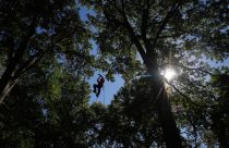 Tree Climbing Championship
