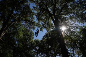 Tree Climbing Championship