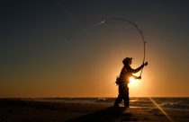Saving Striped Bass
