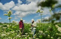 APTOPIX Climate Buckwheat New Markets
