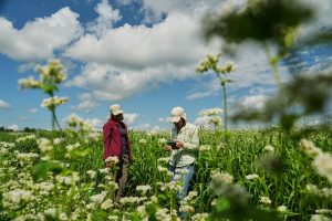 APTOPIX Climate Buckwheat New Markets