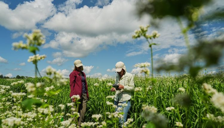 APTOPIX Climate Buckwheat New Markets