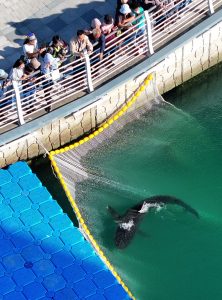 South Korea Shark
