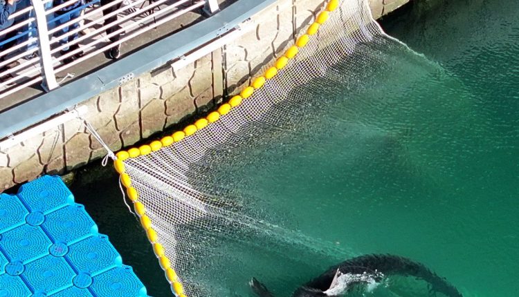 South Korea Shark