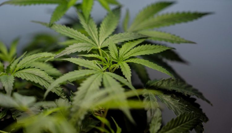 Trump Marijuana Reclassification