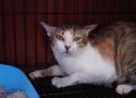 Vietnam Cat Meat