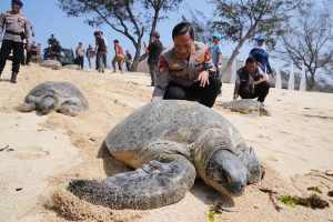 Indonesia Turtles