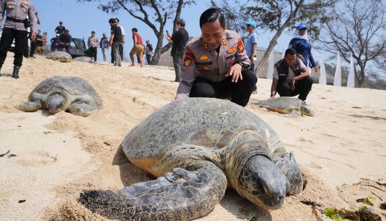 Indonesia Turtles