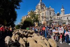 Spain Transhumance