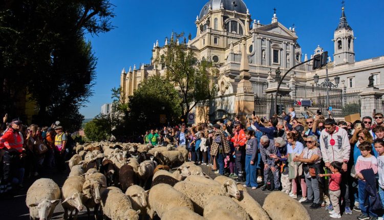 Spain Transhumance