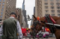 Central Park Horse Carriages