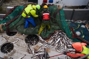 Alaska Trawling Fish Collapse Takeaways