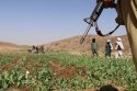 Afghanistan Poppy Cultivation